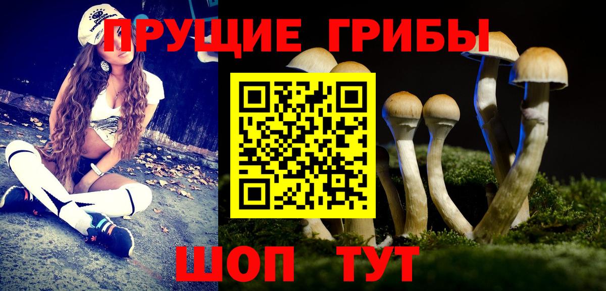 Галлюциногенные грибы Psilocybine cubensis Петровск